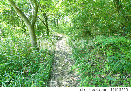Fresh green mountain path Fresh green mountain path 56613593