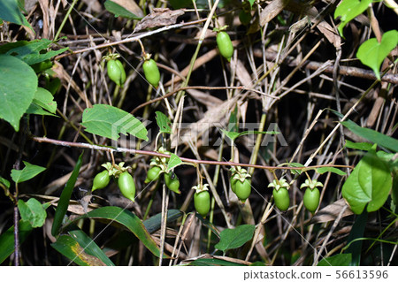 Matatabi fruit Matatabi fruit 56613596