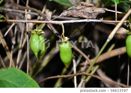 matatabi fruit