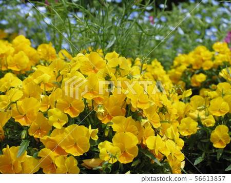 The season of pansy The season of pansy 56613857