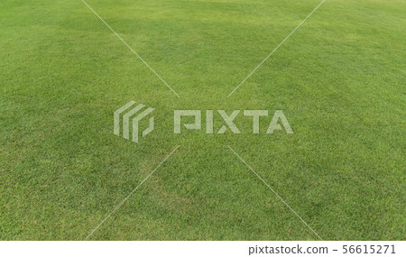 Field of fresh green grass texture. Background 56615271