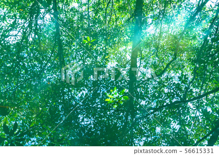 reflection of green trees in emerald water Tha Pom reflection of green trees in emerald water Tha Pom 56615331