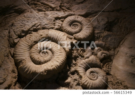 Ancient creature fossils 56615349