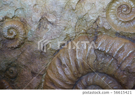 Ancient creature fossils 56615421