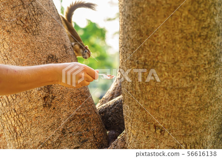 Nuts on the spoon Nuts on the spoon 56616138
