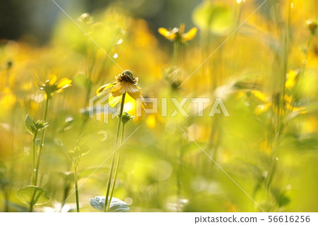 Cutleaf Coneflower - Rudbeckia laciniata 56616256