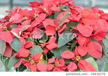 Poinsettia 56616376