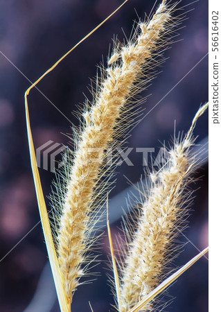 Pennisetum pedicellatum 56616402
