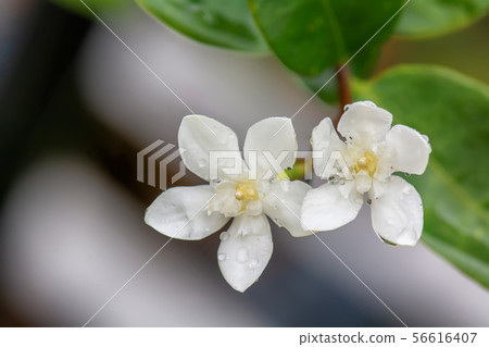 Wrightia antidysenterica 56616407