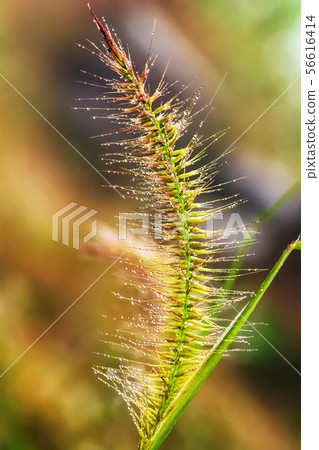 Pennisetum pedicellatum 56616414