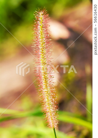 Pennisetum pedicellatum Pennisetum pedicellatum 56616430