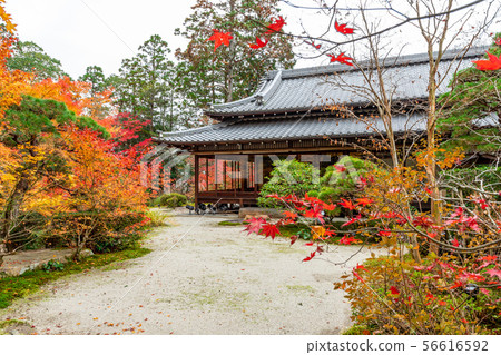 在Daishoin前面的Sumshin花園 在Daishoin前面的Sumshin花園 56616592