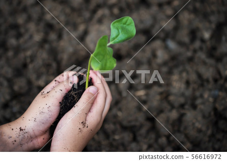 Child hands plant tree on dirt Child hands plant tree on dirt 56616972