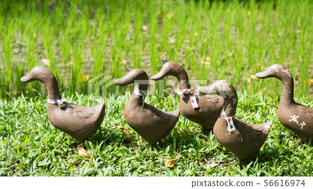 fake duck statues near rice farm fake duck statues near rice farm 56616974