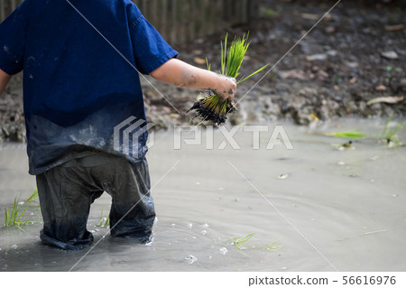 little farmer plant rice on water farm little farmer plant rice on water farm 56616976