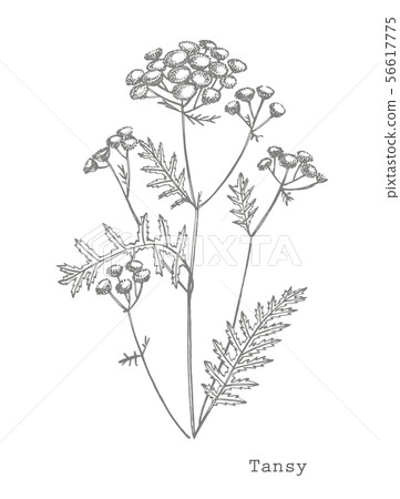 Tansy or daisy flower. Botanical illustration. Good for cosmetics, medicine, treating, aromatherapy 56617775