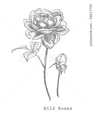 Roses. Hand drawn flower set illustrations. Botanical plant illustration. Vintage medicinal herbs Roses. Hand drawn flower set illustrations. Botanical plant illustration. Vintage medicinal herbs 56617791