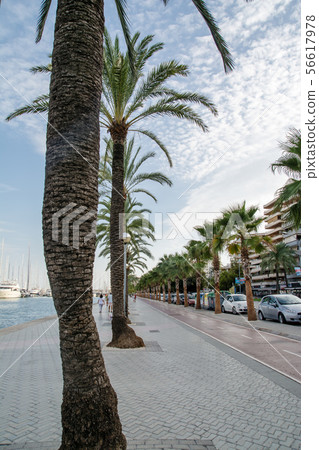 在遊艇旁邊的棕櫚樹在馬略卡港口 56617978