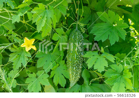 Bitter gourd tree 56618326