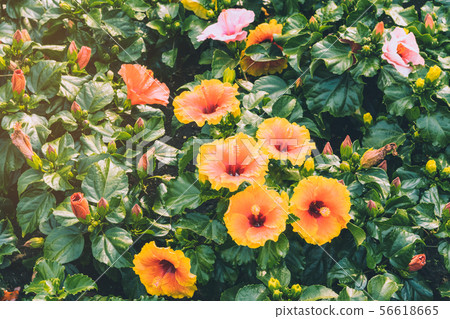 Beautiful of colorful hibiscus flowers  Beautiful of colorful hibiscus flowers  56618665