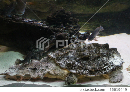 A large swamp turtle sits in the terrarium A large swamp turtle sits in the terrarium 56619449