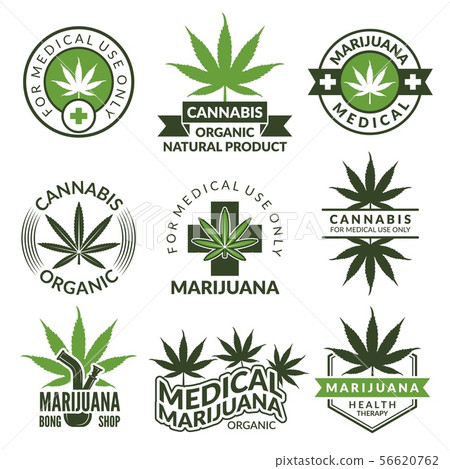 Labels set with different pictures of marijuana plants. Medical herbs, cannabis leaf 56620762