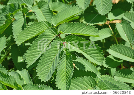 Plant: Karite Sou (Rosaceae) 56620848