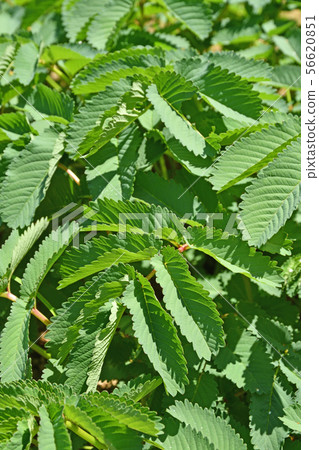 Plant: Karite Sou (Rosaceae) 56620851