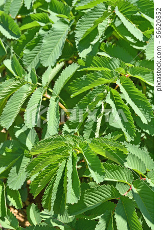 Plant: Karite Sou (Rosaceae) 56620852