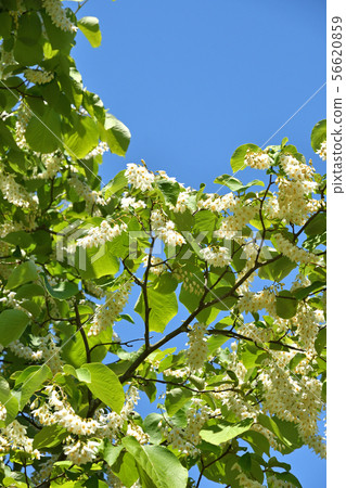 樹:Egonaceae的Hakuunboku 樹:Egonaceae的Hakuunboku 56620859