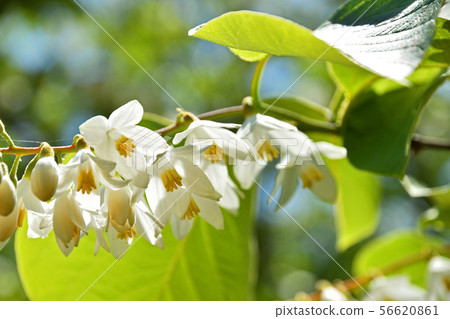 樹:Egonaceae的Hakuunboku 樹:Egonaceae的Hakuunboku 56620861