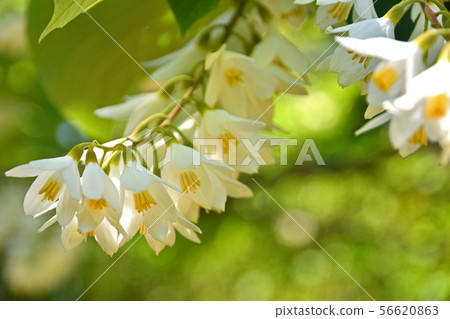 樹:Egonaceae的Hakuunboku 樹:Egonaceae的Hakuunboku 56620863