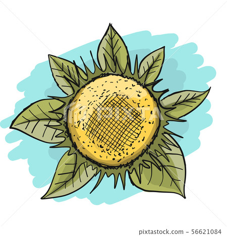 Sunflower, sketch for your design Sunflower, sketch for your design 56621084