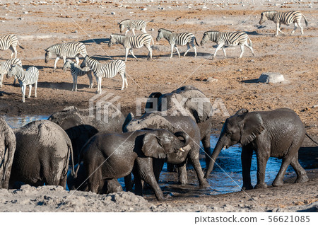A herd of elephants drinking A herd of elephants drinking 56621085