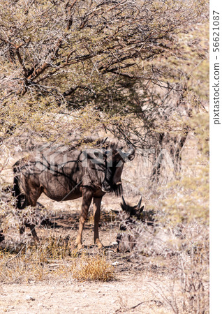 Wildebeest hiding behind a tree Wildebeest hiding behind a tree 56621087
