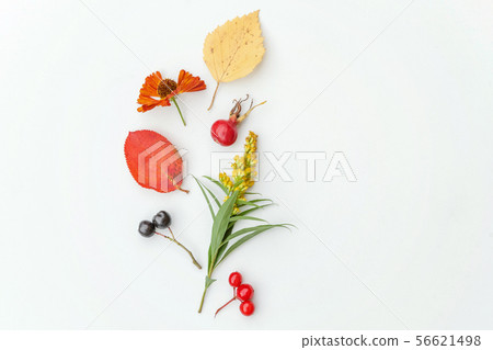 Autumn composition made of autumn plants viburnum, chokeberry rowan berries, dogrose, leaves and Autumn composition made of autumn plants viburnum, chokeberry rowan berries, dogrose, leaves and 56621498
