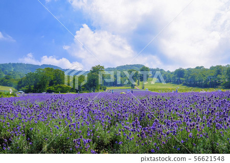 夏季薰衣草公園5 56621548