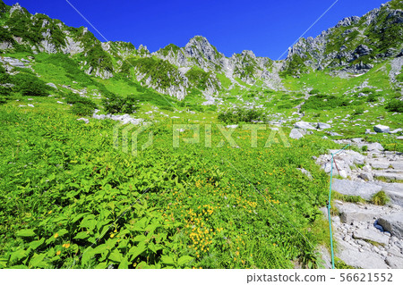 夏天Senjojiki捲毛3 56621552