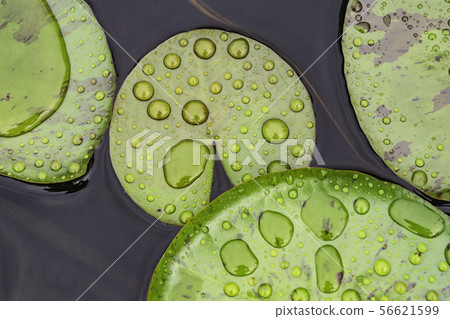 water drop 56621599