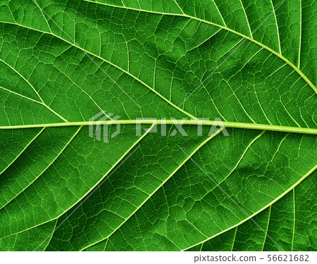 Green leaf background close-up. Green leaf texture Green leaf background close-up. Green leaf texture 56621682