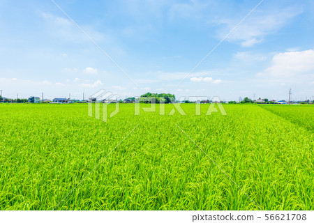 仲夏稻田 56621708