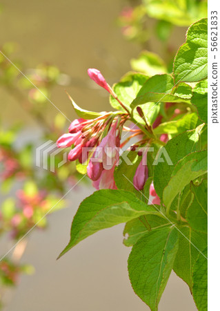 Tree: Taniwazaki watermelon family 56621833