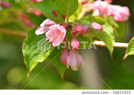 Tree: Taniwazaki watermelon family 56621835