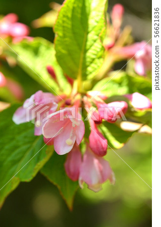 Tree: Taniwazaki watermelon family 56621836