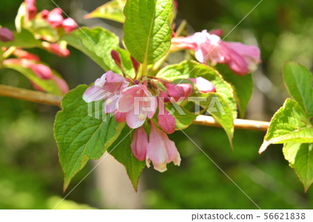 Tree: Taniwazaki watermelon family Tree: Taniwazaki watermelon family 56621838