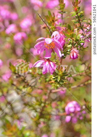 植物:Lueria Simplex 植物:Lueria Simplex 56621841