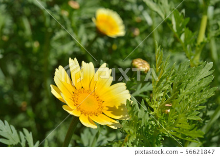 植物:Syungyoku(菊科) 植物:Syungyoku(菊科) 56621847