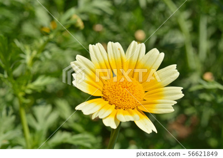 植物:Syungyoku(菊科) 植物:Syungyoku(菊科) 56621849