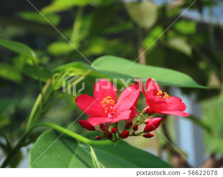 櫻花Muntingia calabura 56622078