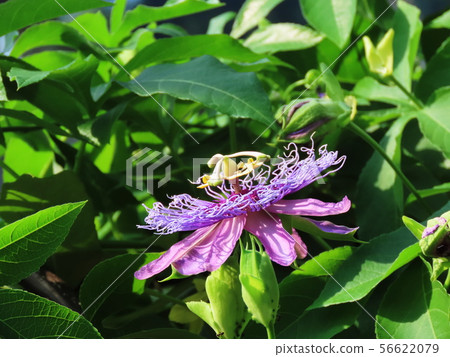 西番蓮激情花 西番蓮激情花 56622079
